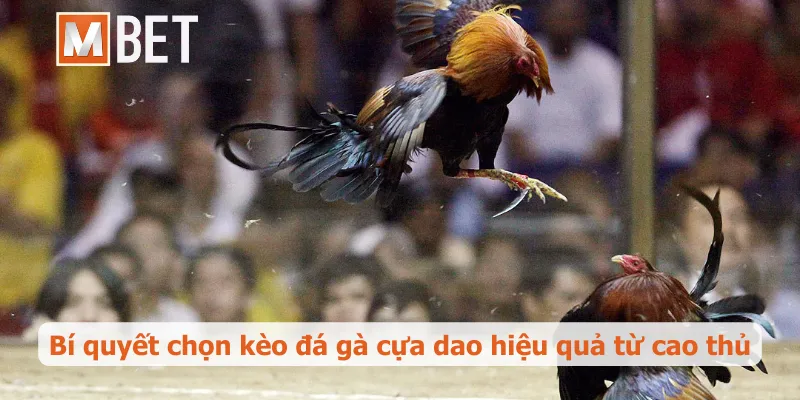 Bí quyết chọn kèo đá gà cựa dao hiệu quả từ cao thủ