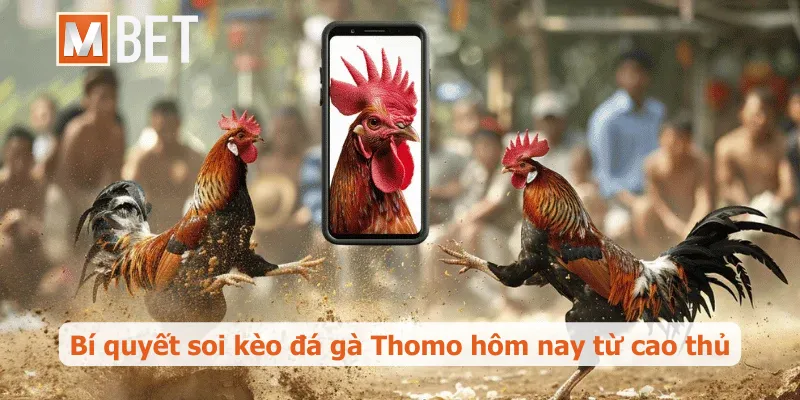 Bí quyết soi kèo đá gà Thomo hôm nay từ cao thủ