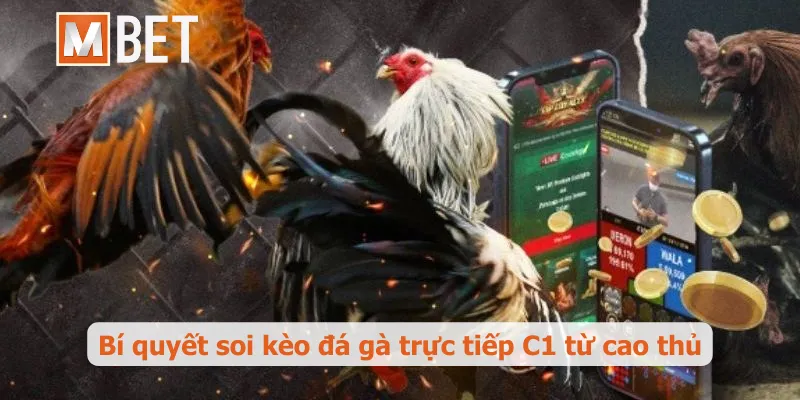 Bí quyết soi kèo đá gà trực tiếp C1 từ cao thủ
