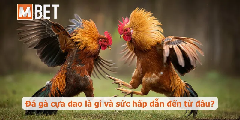 Đá gà cựa dao là gì và sức hấp dẫn đến từ đâu?