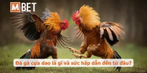 Thế giới đá gà cựa dao: Từ A-Z cho người mới chi tiết