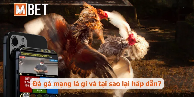 Đá gà mạng là gì và tại sao lại hấp dẫn?