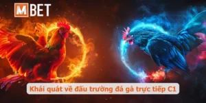 Đá gà trực tiếp C1: Bí kíp chinh phục đấu trường kê đỉnh cao