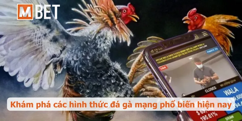Khám phá các hình thức đá gà mạng phổ biến hiện nay