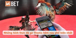 Đá gà Thomo hôm nay: Nơi thăng hoa của những chiến kê
