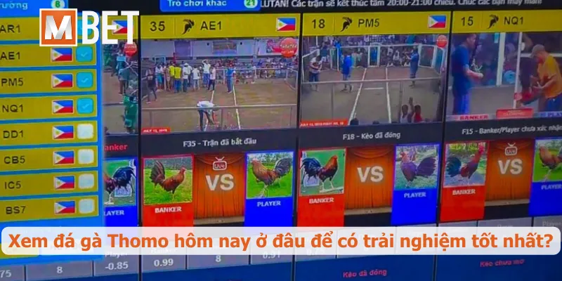 Xem đá gà Thomo hôm nay ở đâu để có trải nghiệm tốt nhất?